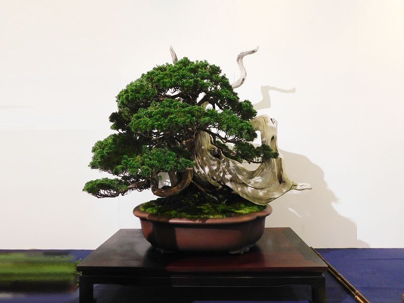藝樹舞苔2546