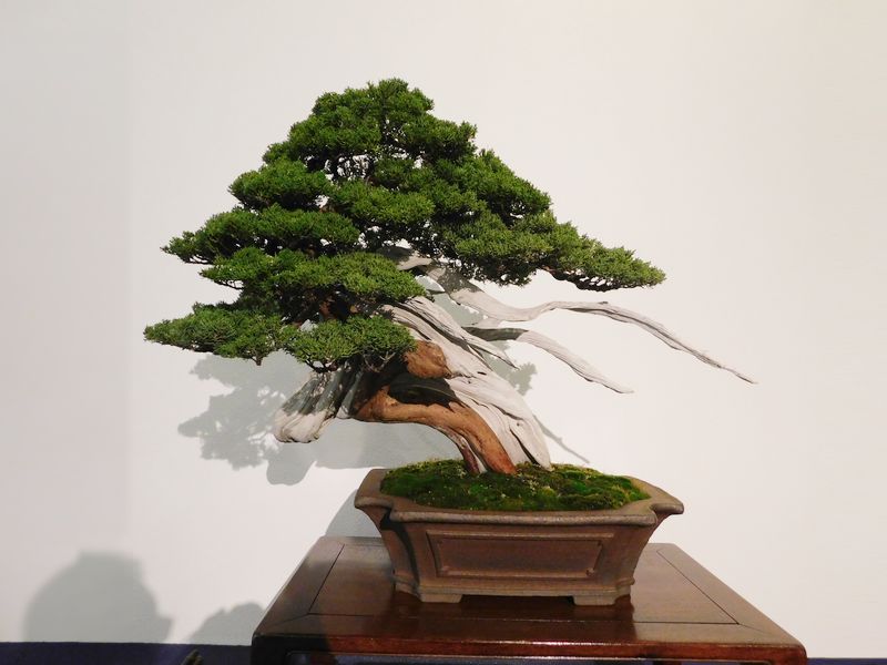 藝樹舞苔2549