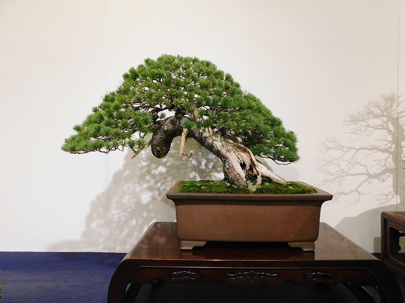 藝樹舞苔2551