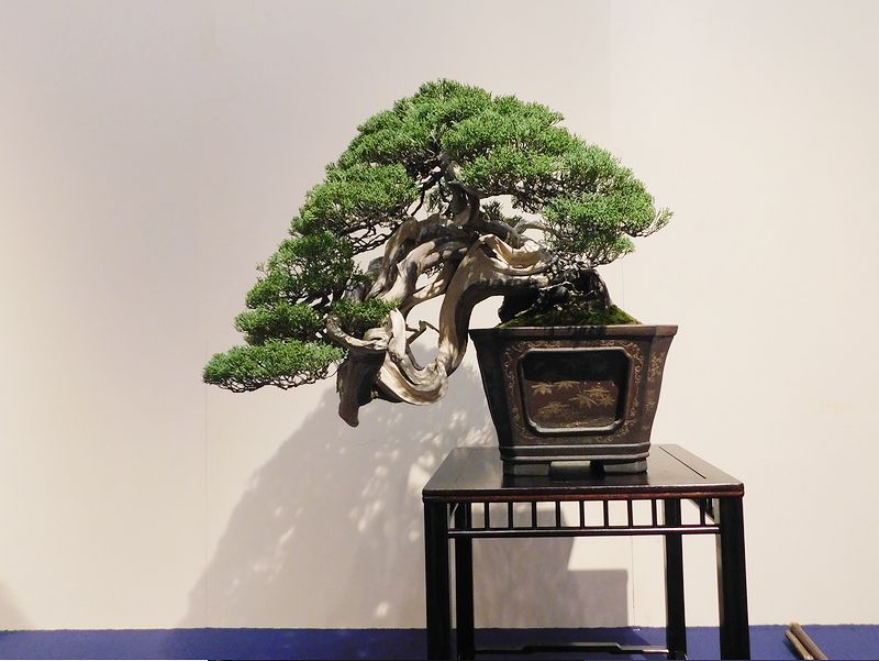 藝樹舞苔2557