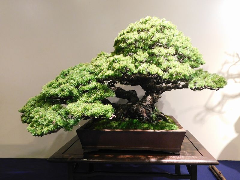 藝樹舞苔2579