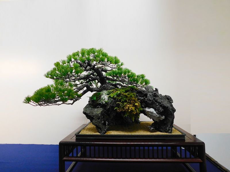 藝樹舞苔2580