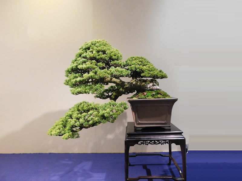 藝樹舞苔2583