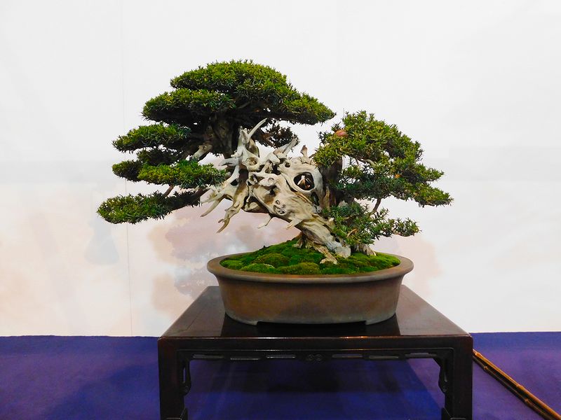 藝樹舞苔2591