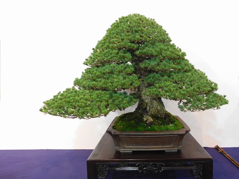 藝樹舞苔2600