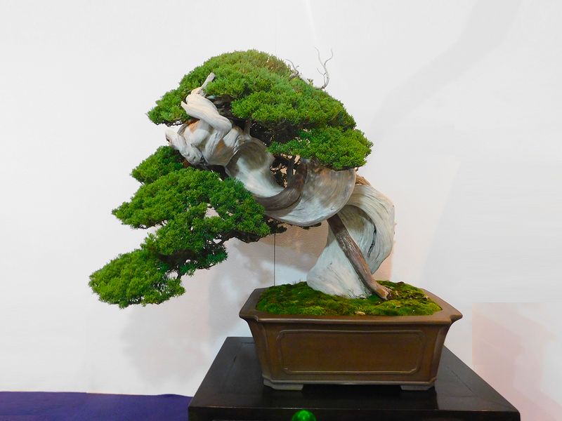 藝樹舞苔2602
