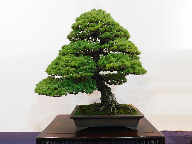 藝樹舞苔2615