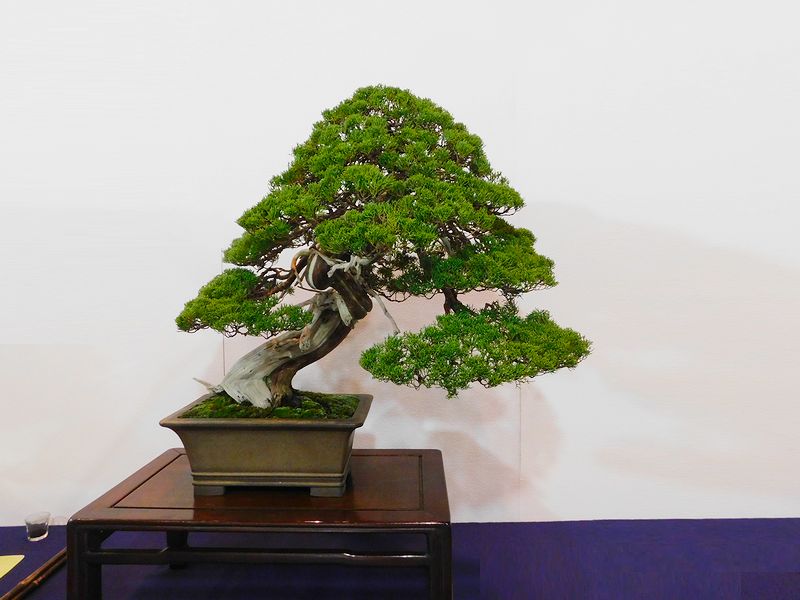 藝樹舞苔2623