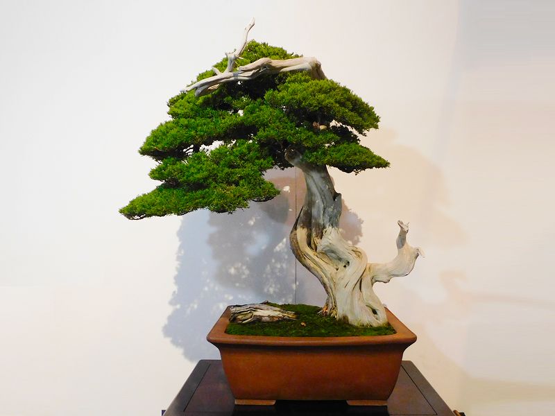 藝樹舞苔2628
