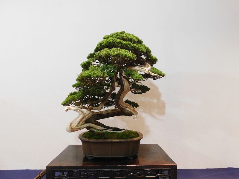 藝樹舞苔2642