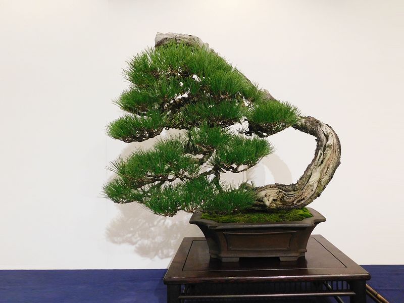 藝樹舞苔2645