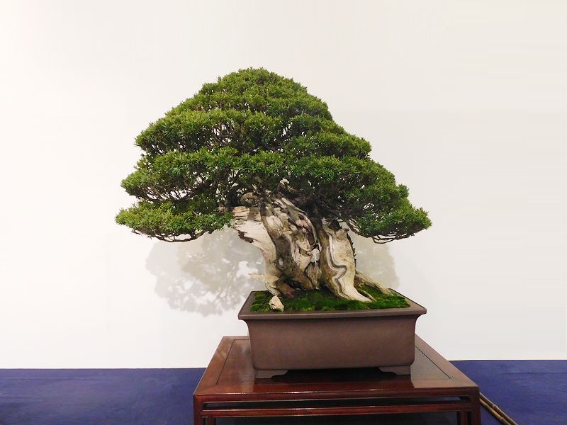 藝樹舞苔2646