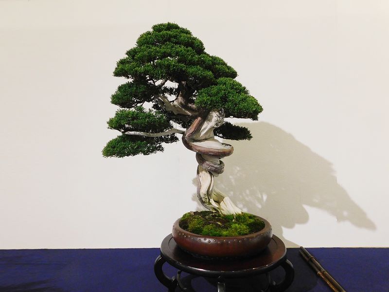 藝樹舞苔2647