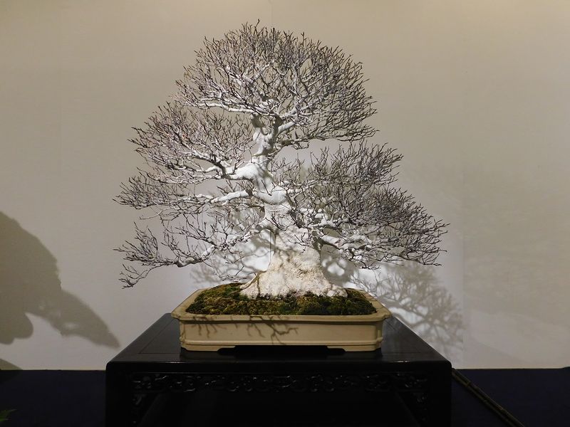藝樹舞苔2648