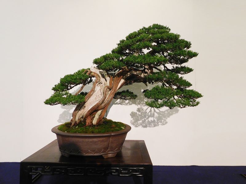藝樹舞苔2650