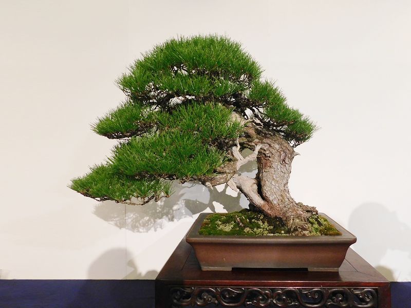 藝樹舞苔2652