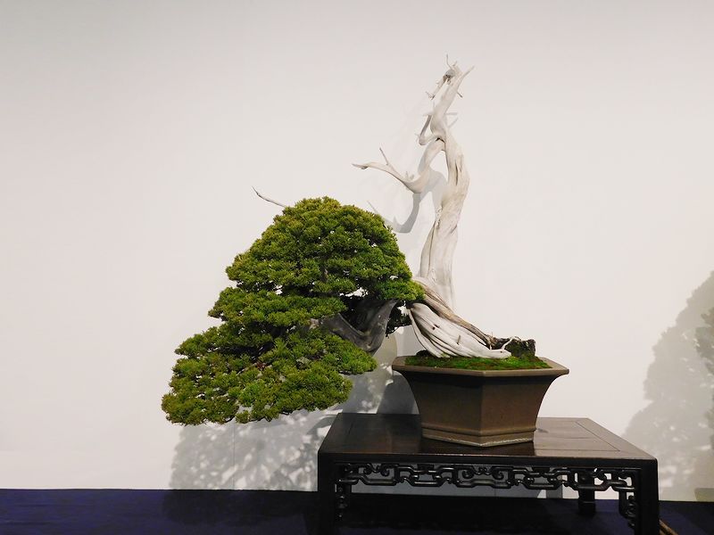 藝樹舞苔2666