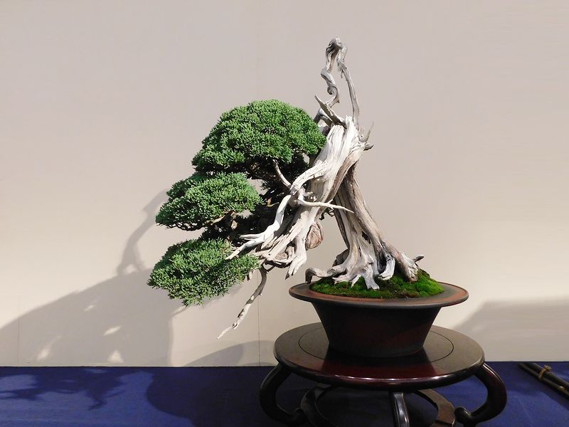 藝樹舞苔2686