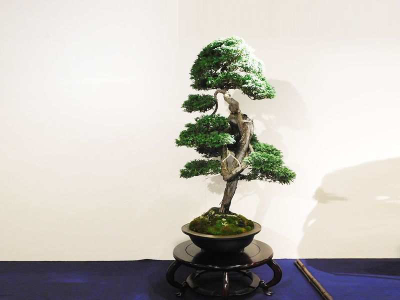 藝樹舞苔2702