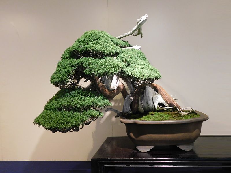 藝樹舞苔2703
