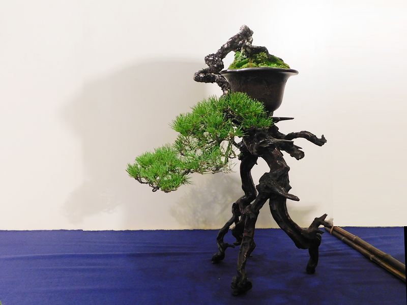 藝樹舞苔2705