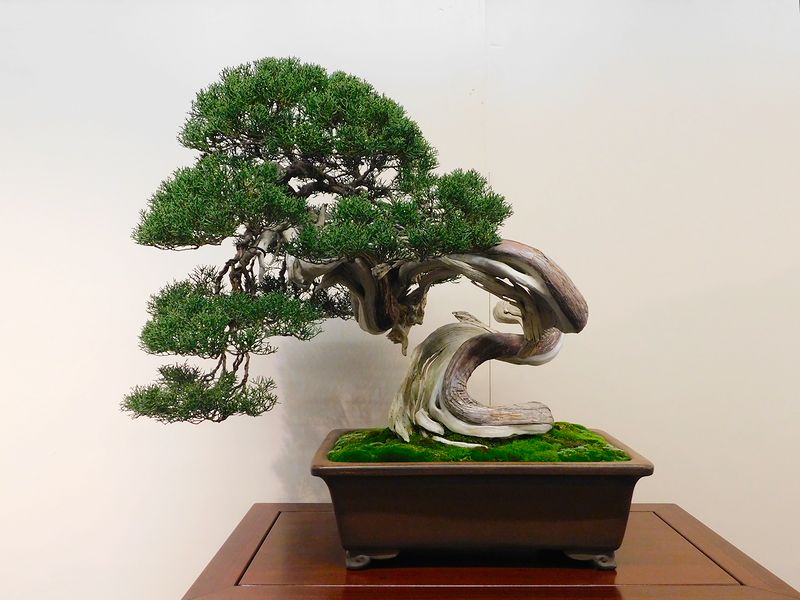 藝樹舞苔2709