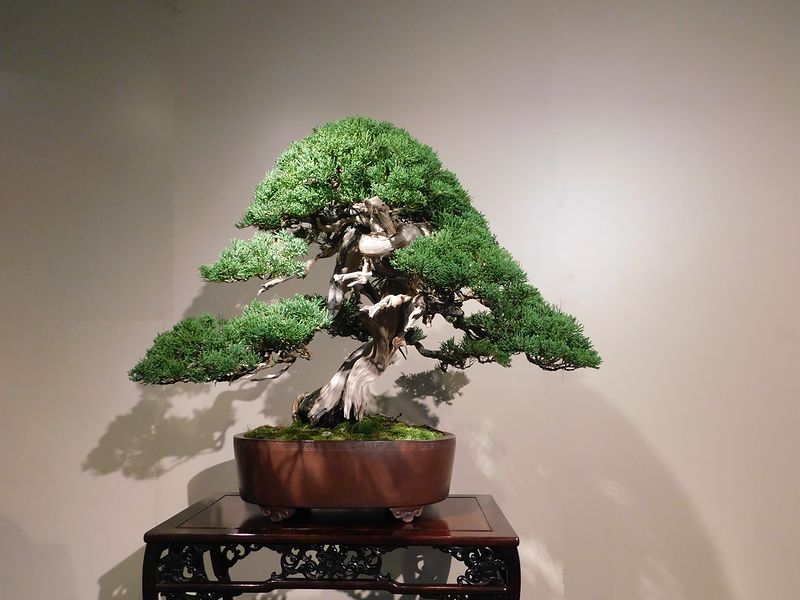 藝樹舞苔2717