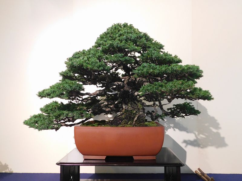 藝樹舞苔2719