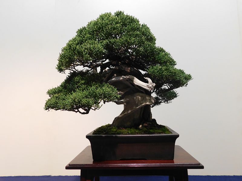 藝樹舞苔2734