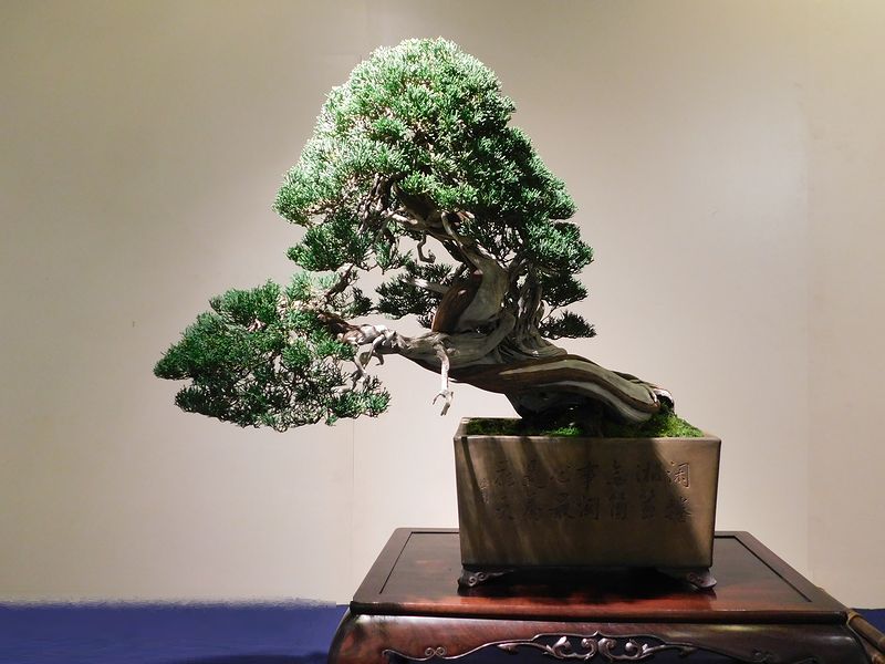 藝樹舞苔2740
