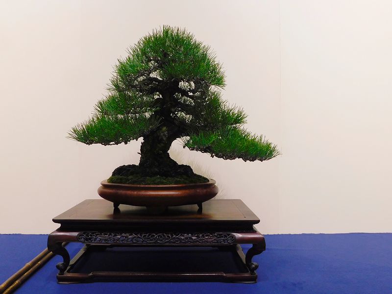 藝樹舞苔2750