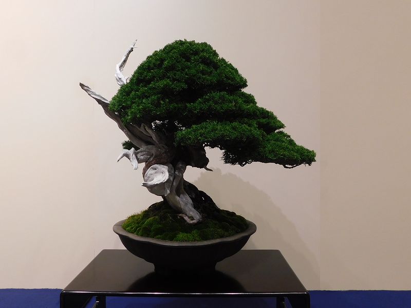 藝樹舞苔2752