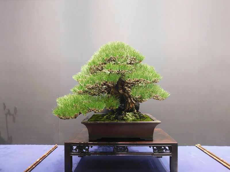 藝樹舞苔2753