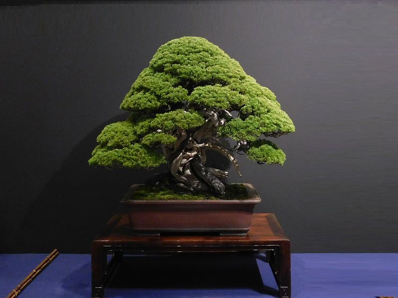藝樹舞苔2758