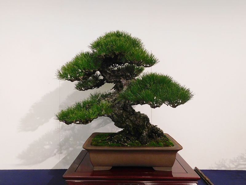 藝樹舞苔2777