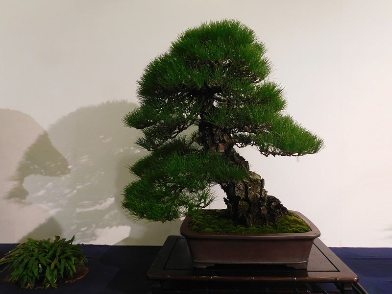藝樹舞苔2781