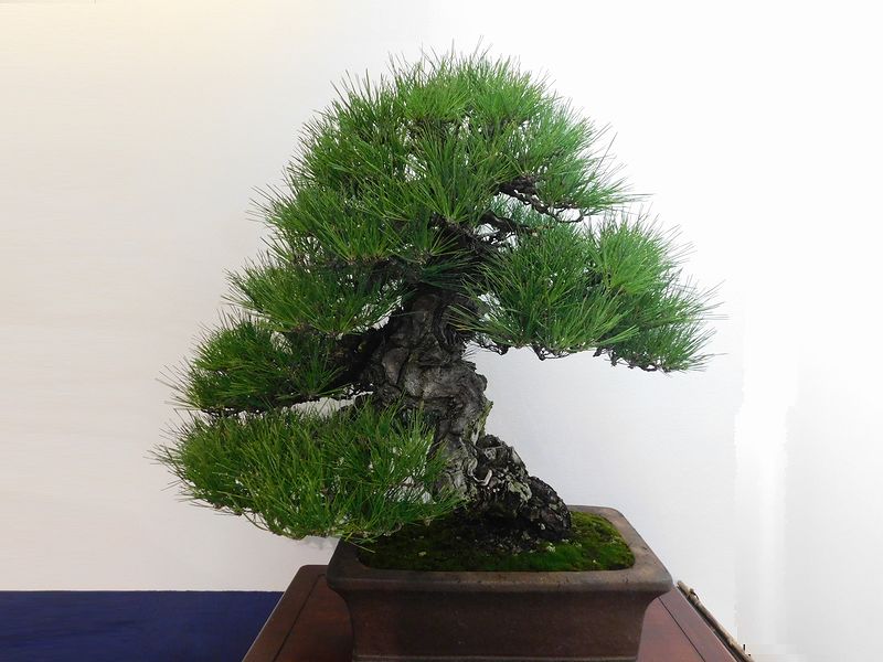 藝樹舞苔2786