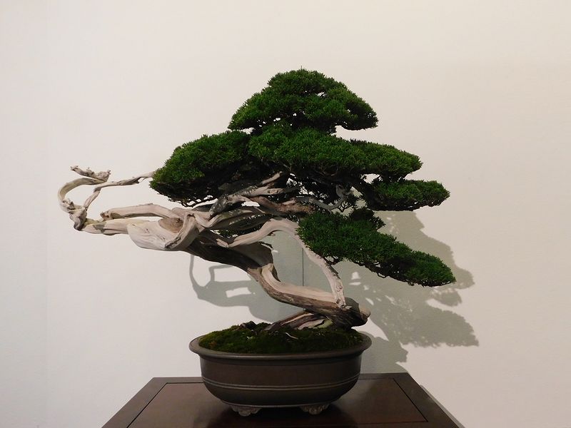 藝樹舞苔2788