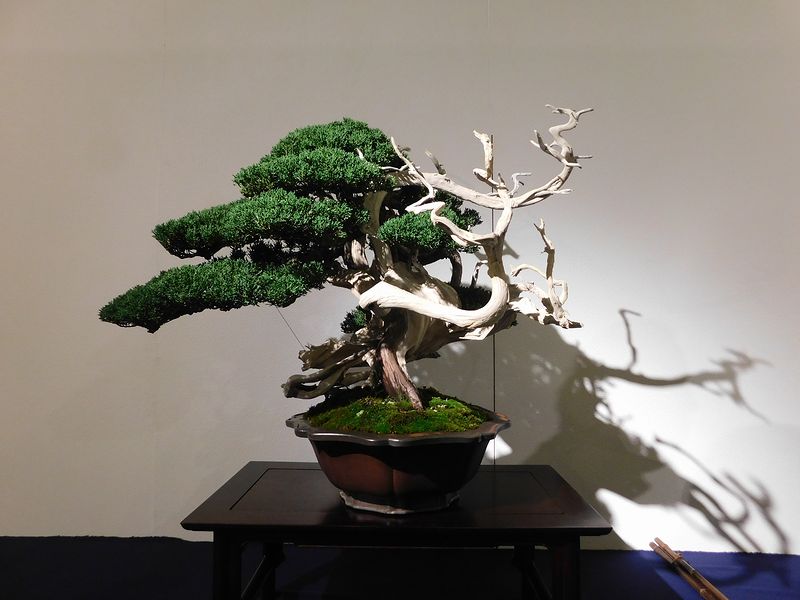 藝樹舞苔2789