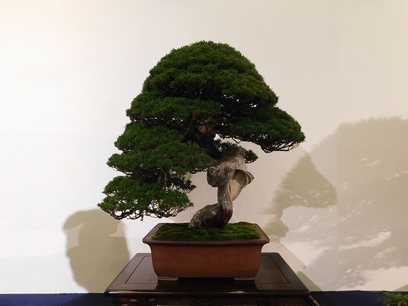 藝樹舞苔2790
