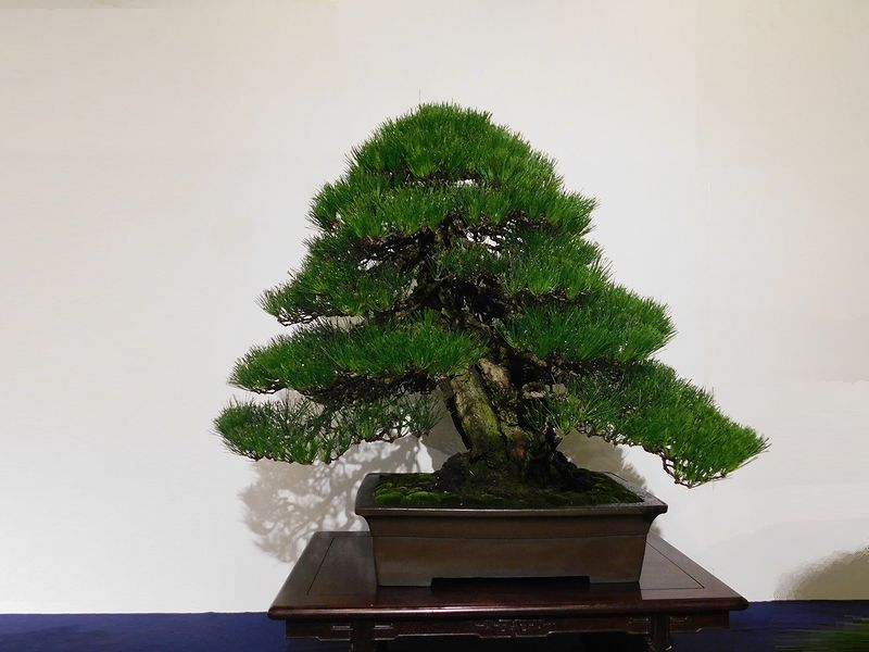 藝樹舞苔2791