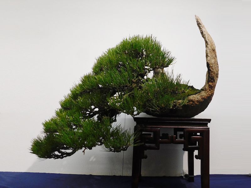 藝樹舞苔2800