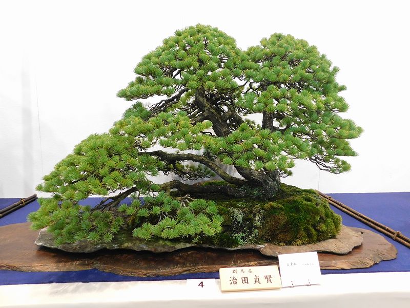 藝樹舞苔2804