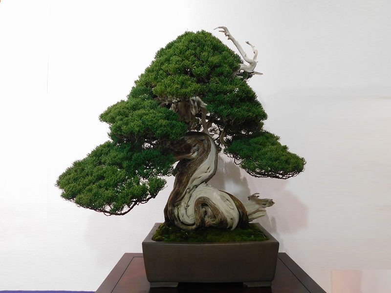 藝樹舞苔2806