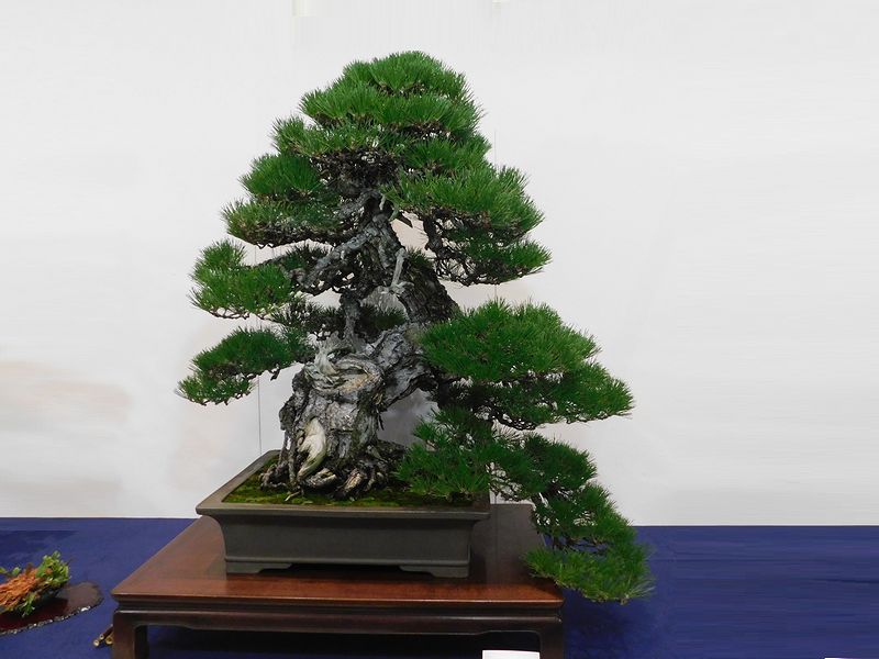 藝樹舞苔2812