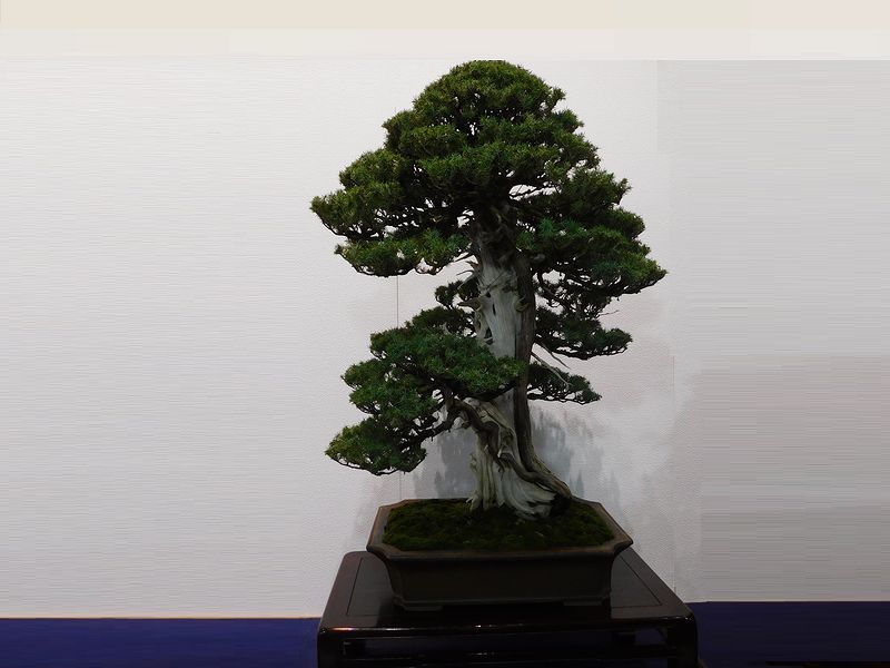 藝樹舞苔2820