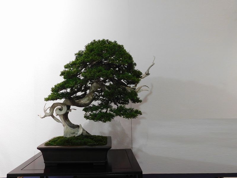 藝樹舞苔2822