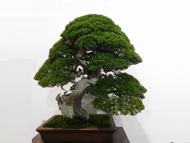 藝樹舞苔2829