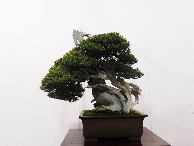 藝樹舞苔2831