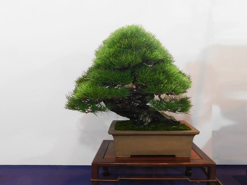 藝樹舞苔2840